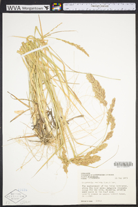 Eragrostis secundiflora image